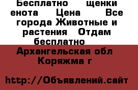 Бесплатно !!! щенки енота!! › Цена ­ 1 - Все города Животные и растения » Отдам бесплатно   . Архангельская обл.,Коряжма г.